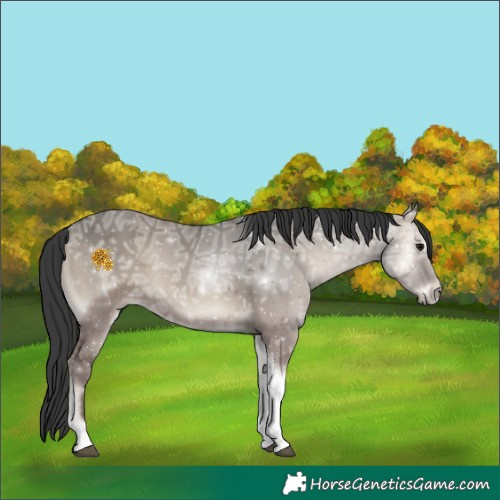 Horse Color:Grullo Ice Onyx Tobiano 