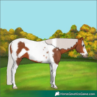 Horse Color:Silver Bay Tobiano Frame 
