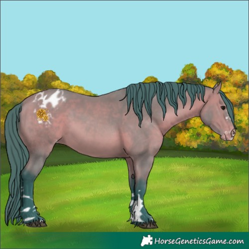 Horse Color:Watercolor Bay Appaloosa 