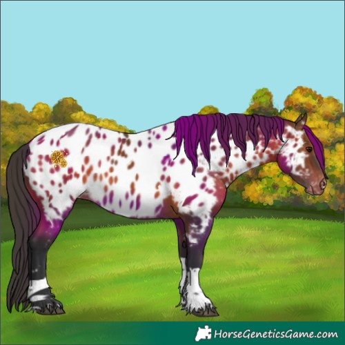 Horse Color:Brown Tobiano Appaloosa Rabicano 