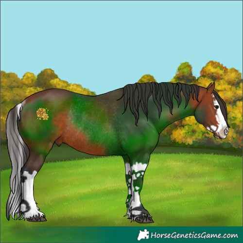 Horse Color:Bay Splash Rabicano 