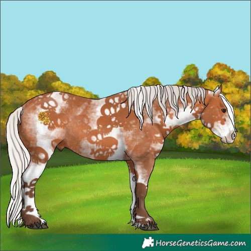 Horse Color:White Spotted Silver Bay Rabicano 