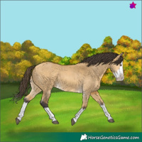 Horse Color:Buckskin Dun Splash