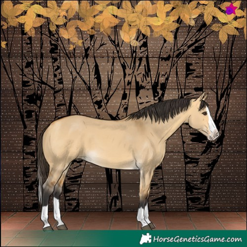 Horse Color:Buckskin Dun Splash 
