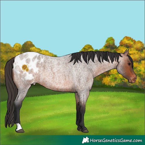 Horse Color:Bay Roan Appaloosa 