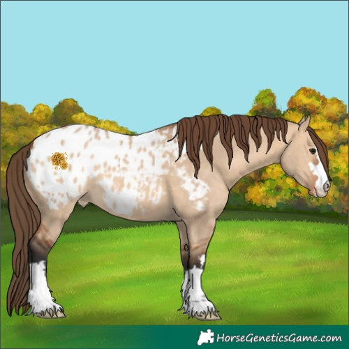 Horse Color:Bay Dun Appaloosa 