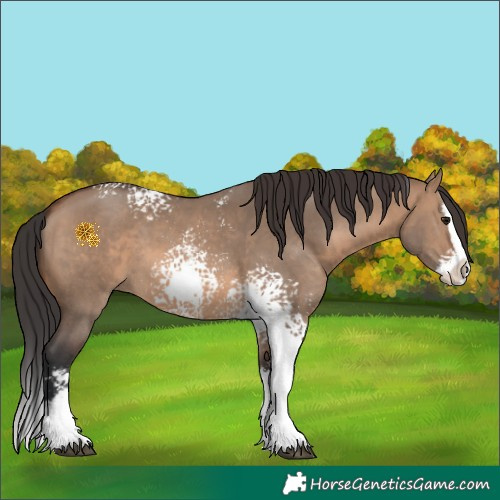 Horse Color:White Spotted Brown Dun Sabino Splash 