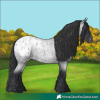 Horse Color:Blue Roan Varnish
