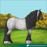 Horse Color:Grullo Roan 