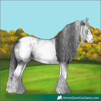 Horse Color:White Spotted Black Splash Appaloosa
