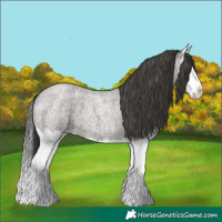 Horse Color:Grullo Roan Splash Appaloosa 