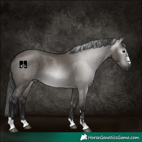 Horse Color:Gray Grullo 