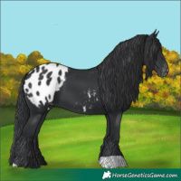 Horse Color:Black Appaloosa 