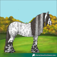 Horse Color:Smoky Blue Roan Leopard 