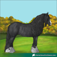 Horse Color:Black Rabicano 