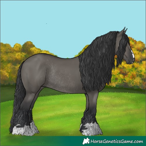 Horse Color:Grullo Rabicano 