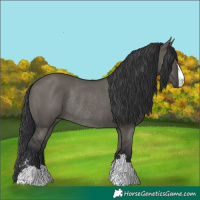 Horse Color:Grullo Rabicano 