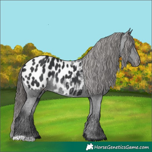 Horse Color:Black Blanket Rabicano 