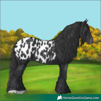 Horse Color:Black Appaloosa Rabicano 