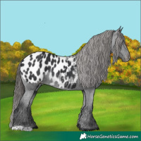 Horse Color:Black Appaloosa Rabicano 