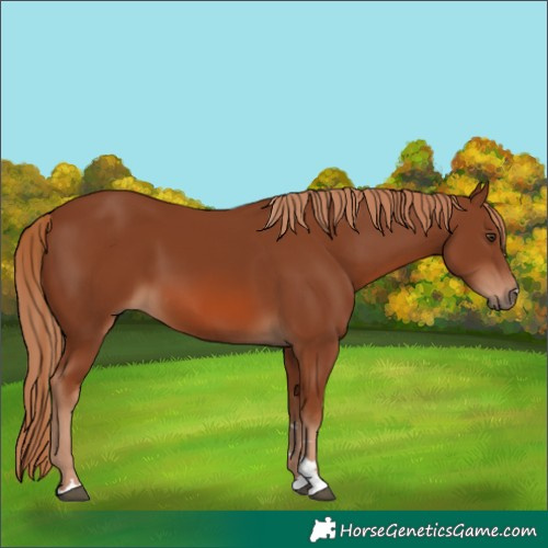 Horse Color:Chestnut 