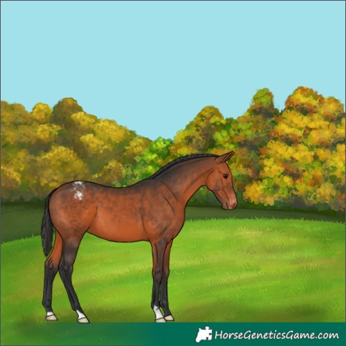 Horse Color:Bay Appaloosa 