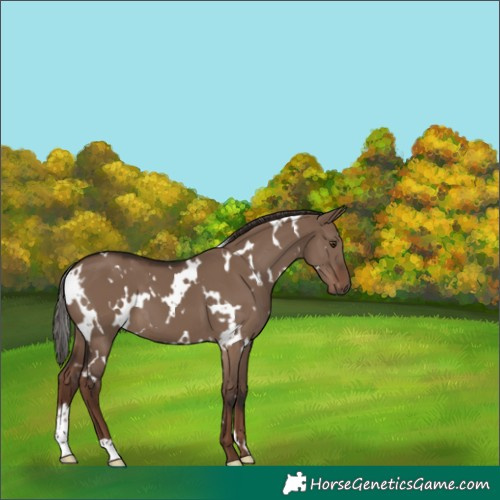 Horse Color:White Spotted Liver Red Dun 