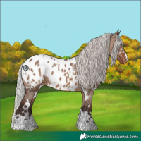 Horse Color:White Spotted Silver Brown Dun Appaloosa 