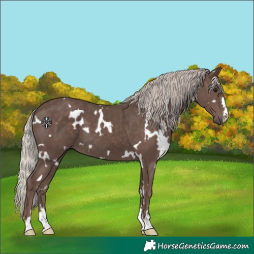 Horse Color:White Spotted Silver Black 