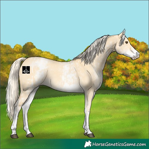 Horse Color:White Spotted Palomino Dun Rabicano and White Spotted Palomino Dun Rabicano