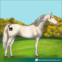 Horse Color:White Spotted Palomino Dun Rabicano  and White Spotted Palomino Dun Rabicano 