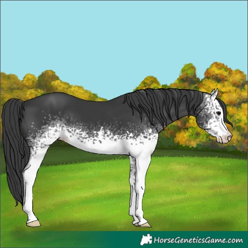 Horse Color:White Spotted Black