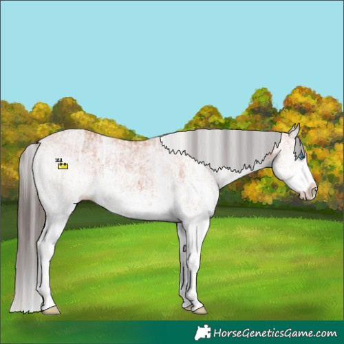 Horse Color:White Spotted Bay Splash  and White Spotted Bay Splash 