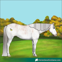 Horse Color:White Spotted Bay Splash  and White Spotted Bay Splash 