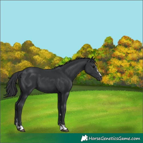 Horse Color:Black 