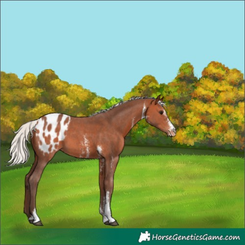 Horse Color:Silver Bay Sabino Appaloosa 