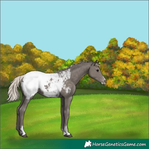 Horse Color:Silver Black Sabino Appaloosa 