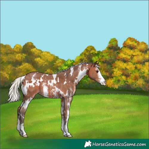 Horse Color:White Spotted Silver Brown Sabino Appaloosa 