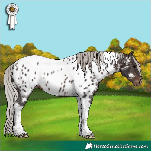 Horse Color:Silver Brown Tobiano Appaloosa Rabicano 