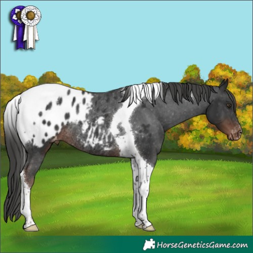 Horse Color:Liver Chestnut Tobiano Appaloosa Rabicano 