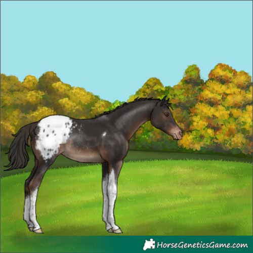 Horse Color:Liver Chestnut Tobiano Appaloosa Rabicano 