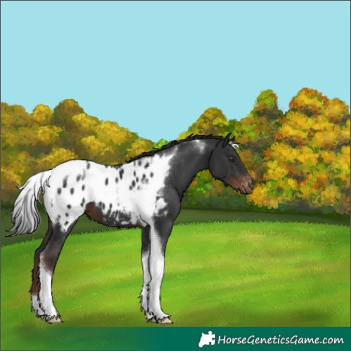 Horse Color:Liver Chestnut Tobiano Appaloosa 