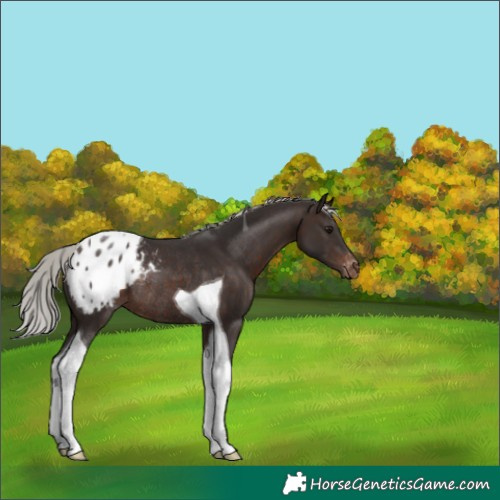 Horse Color:Silver Brown Tobiano Appaloosa Rabicano 