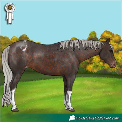 Horse Color:Silver Brown Tobiano Appaloosa 