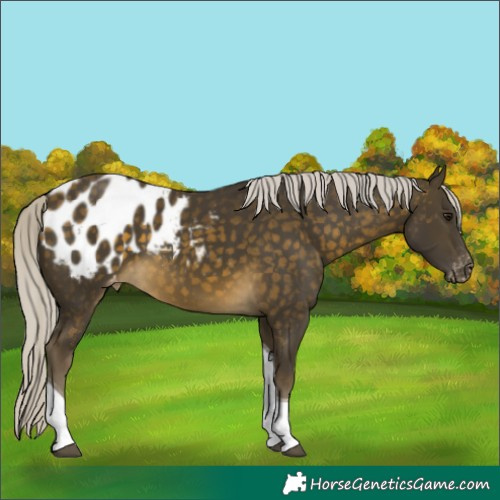 Horse Color:Silver Buckskin Tobiano Appaloosa 
