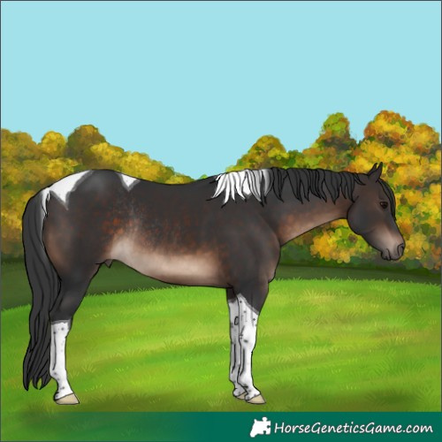 Horse Color:Brown Tobiano Rabicano 