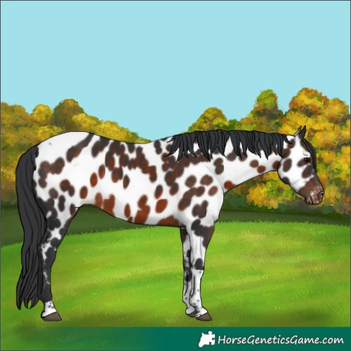 Horse Color:Brown Tobiano Appaloosa 