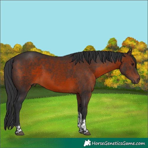 Horse Color:Brown Tobiano 