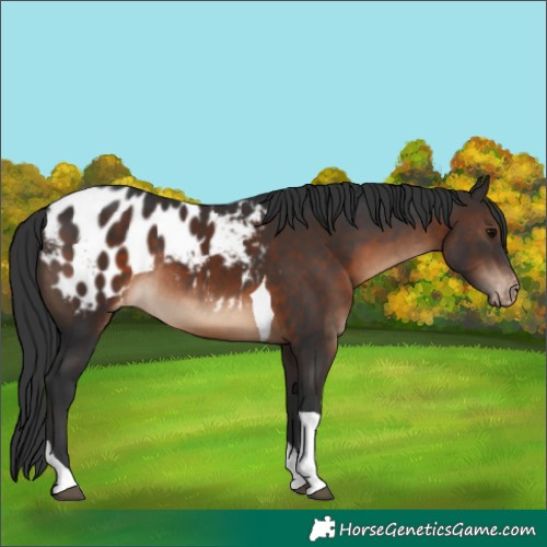 Horse Color:Brown Tobiano Appaloosa Rabicano 