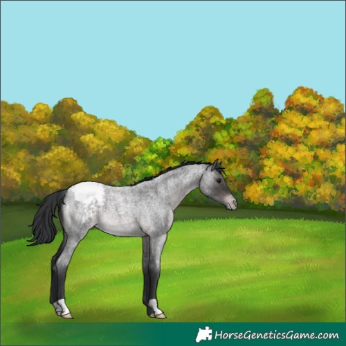 Horse Color:Platinum Brown Roan Appaloosa 